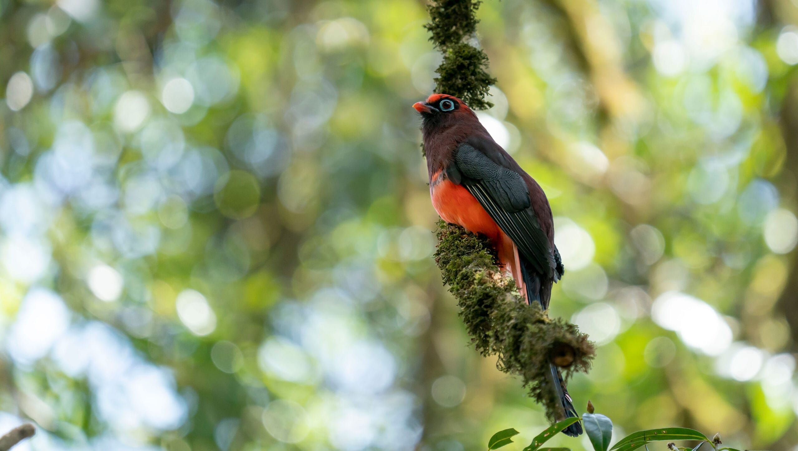 Bird's Photo Tours in Bhutan