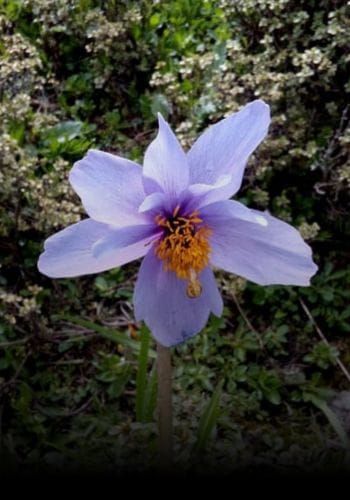 Botanical Tours in Bhutan