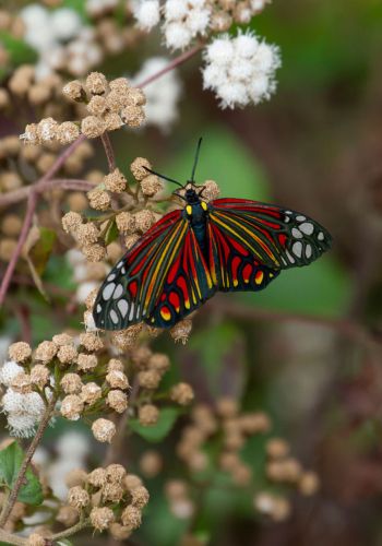 Butterfly Tours in Bhutan