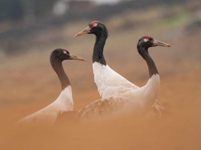 Bhutan Birding Odyssey, Himalayan Munal