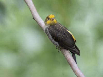 Great Hornbill Bhutan