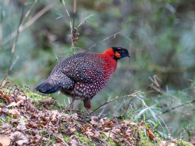 Bhutan Birding Odyssey, Himalayan Munal