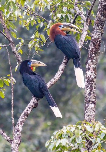 Birding Tours in Bhutan