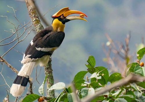 Great Hornbill Bhutan