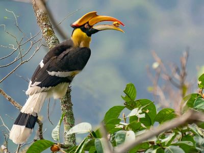 Great Hornbill Bhutan