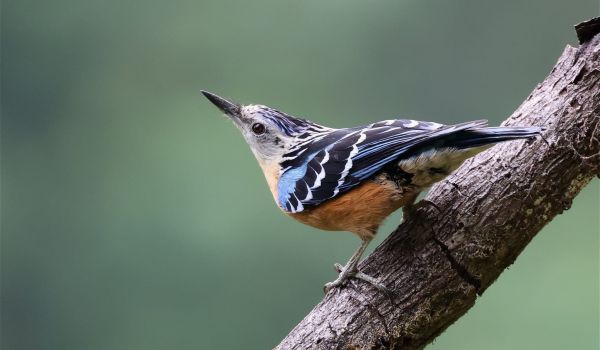 Nuthatch