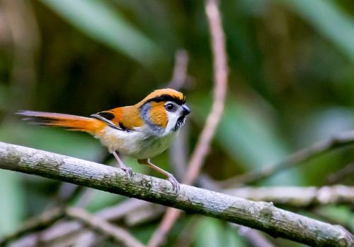 Black-throated Parrotbill