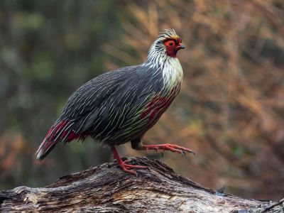 Blood Pheasant