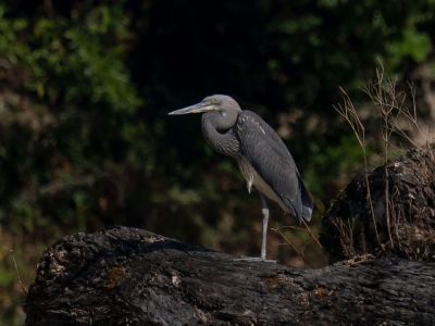 Bhutan Birding Odyssey, Himalayan Monal