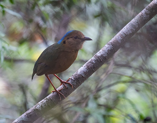 Image of this Blue-naped Pitta captured during of spring Bhutan Birding tours