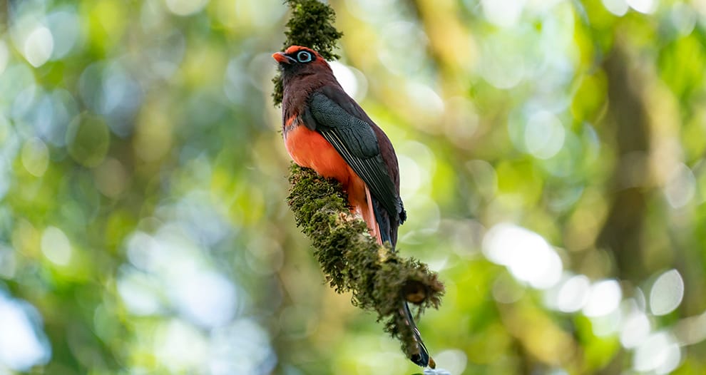 Ward’s Trogon (Harpactes wardi)