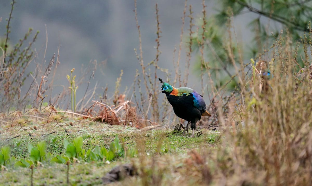 Himalayan Monal (Lophophorus impejanus)