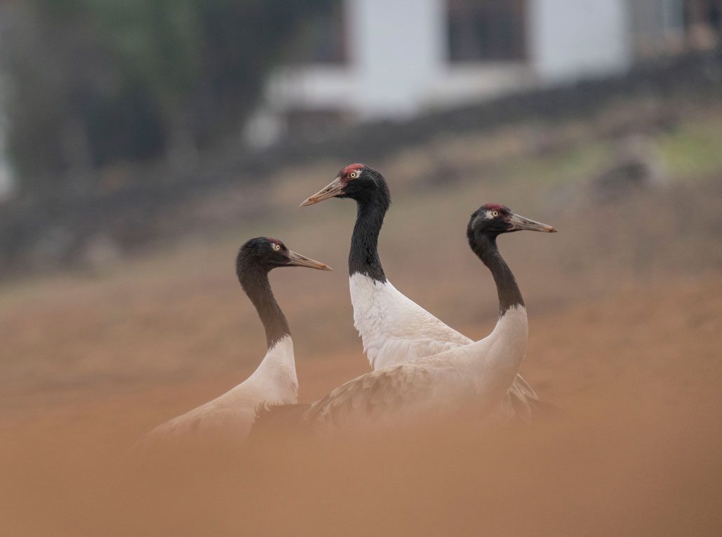 Black-Necked Crane (Grus nigricollis)