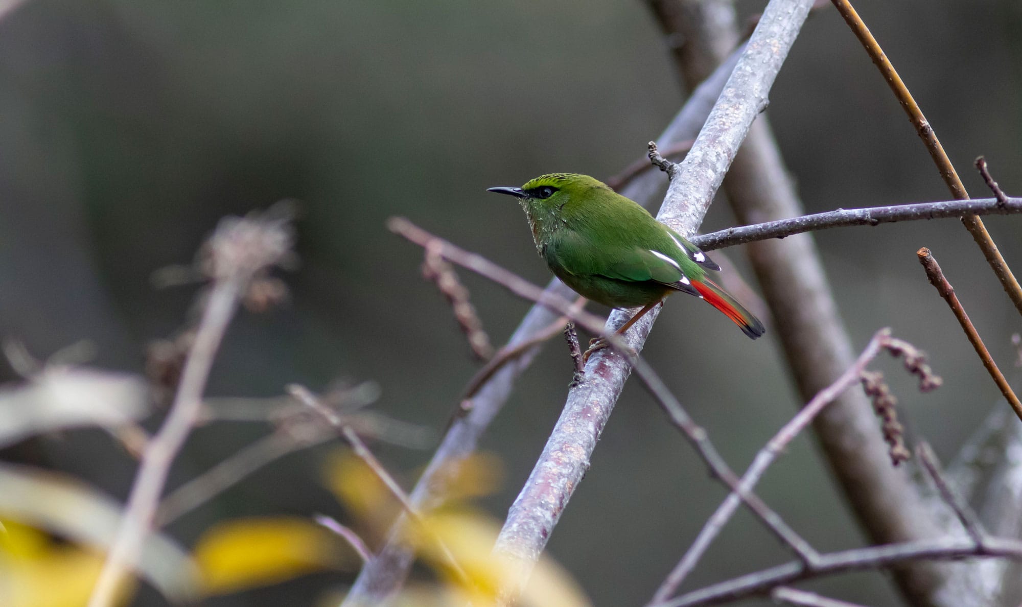 Fire-Tailed Myzornis (Myzornis pyrrhoura)