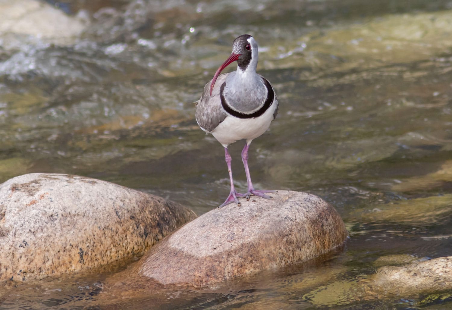 Ibisbill (Ibidorhyncha struthersii)