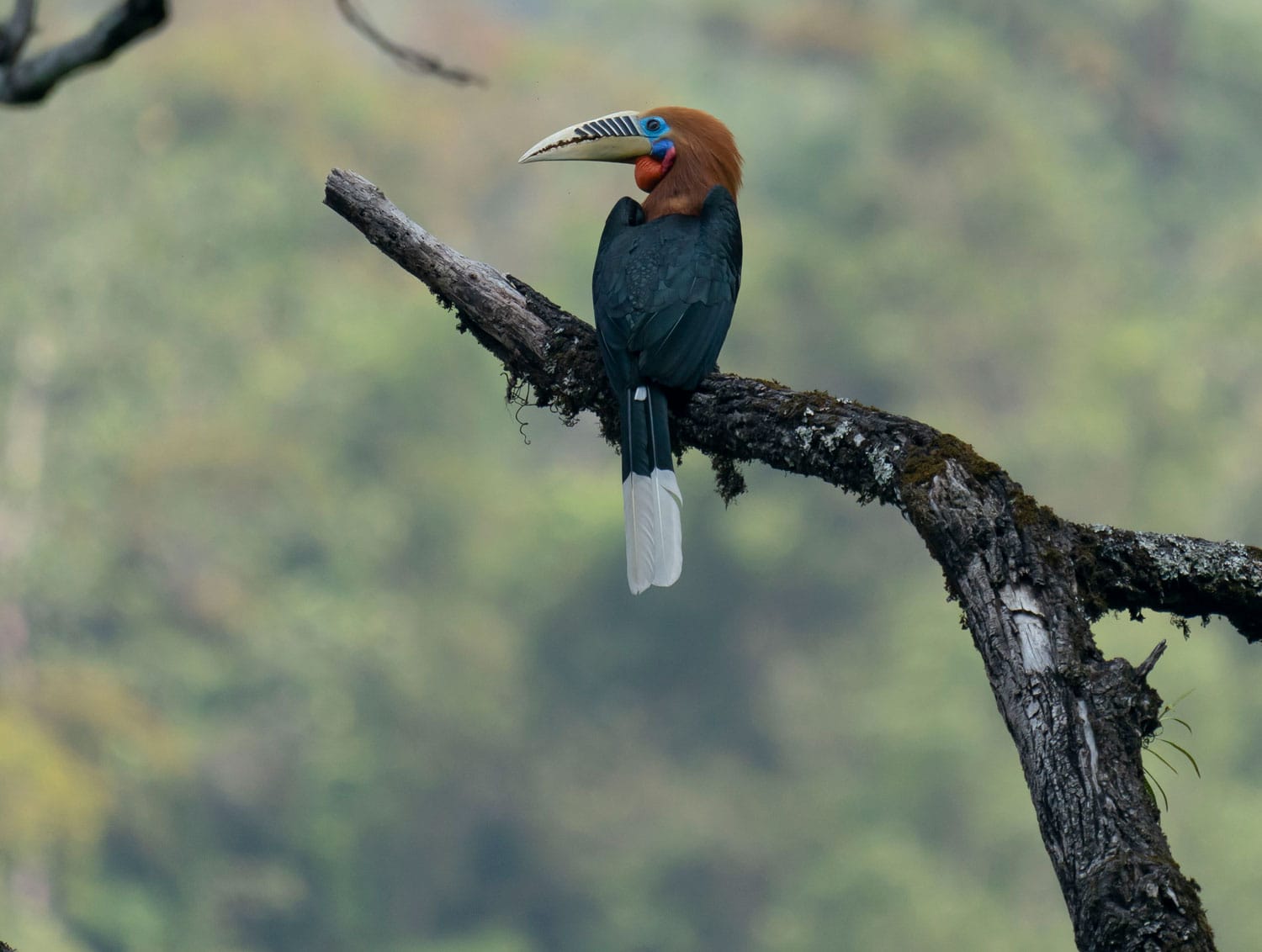 Rufous-Necked Hornbill (Aceros nipalensis)