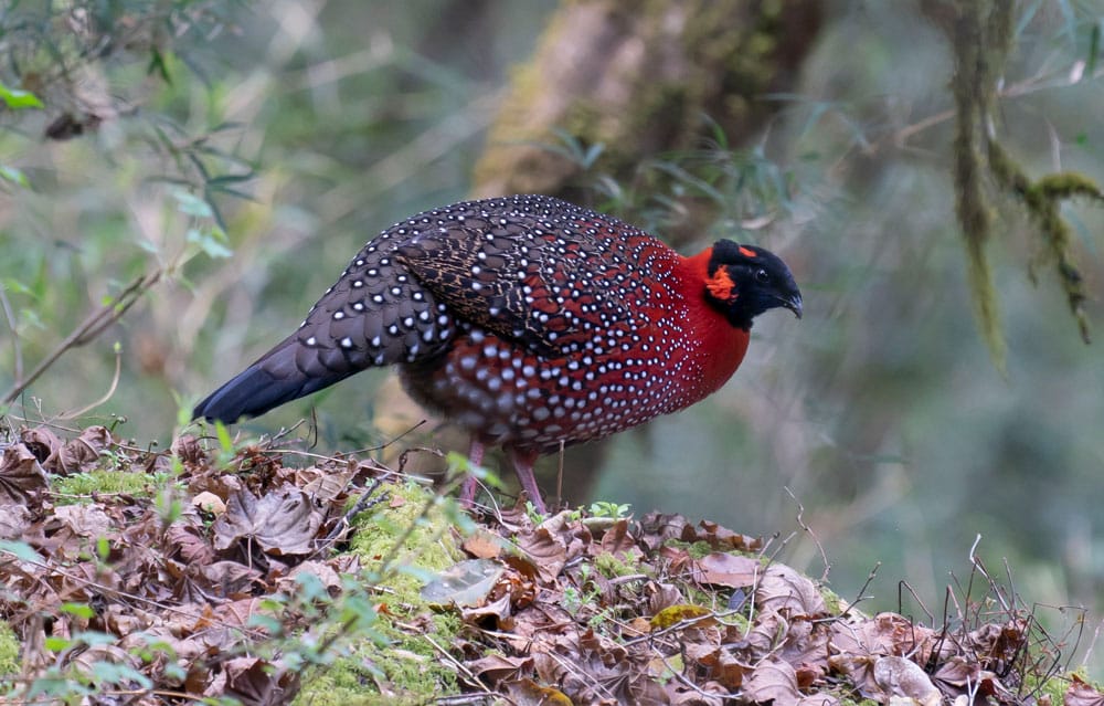Satyr Tragopan (Tragopan satyra)