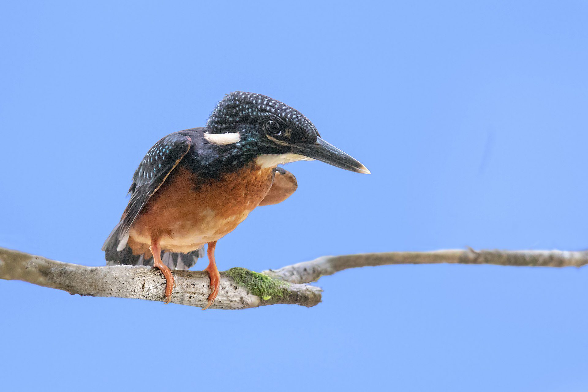 Blyth’s Kingfisher (Alcedo hercules)